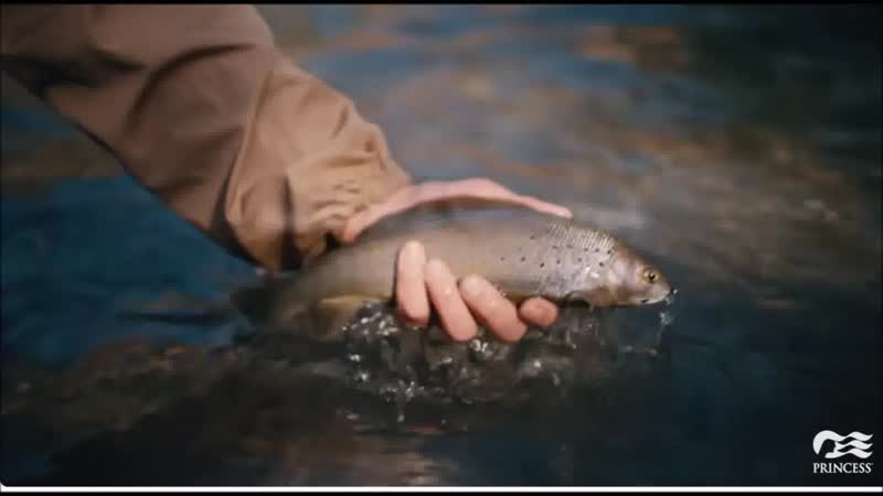Fly-fishing catch and release at Fish Creek near Denali